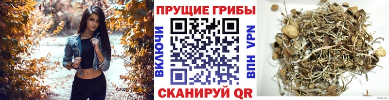 цена Ноябрьск Псилоцибиновые грибы Cubensis